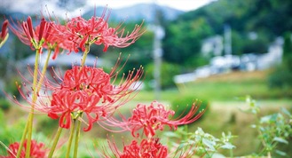 あざやかな赤い花が印象的＝９月17日菩提で撮影