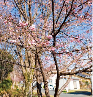 青空の下風に揺れる河津桜（２月20日撮影）
