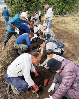 芋掘り体験を楽しむ参加者