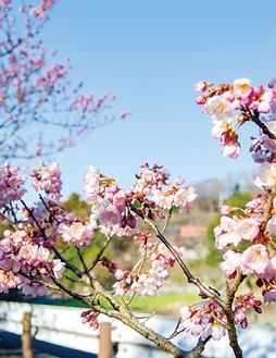春の訪れを告げる春めき桜（３月４日撮影）
