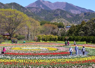 様々な色のチューリップが咲く秦野戸川公園（4月10日撮影）