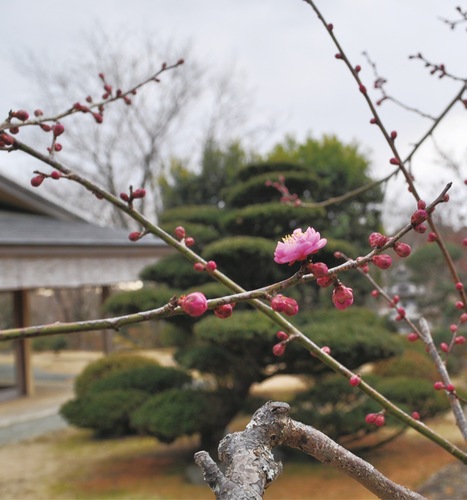 数輪の花を咲かせる谿風の庭の紅梅（1月25日撮影）