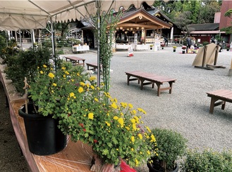 昨年行われた菊花展での作品展示