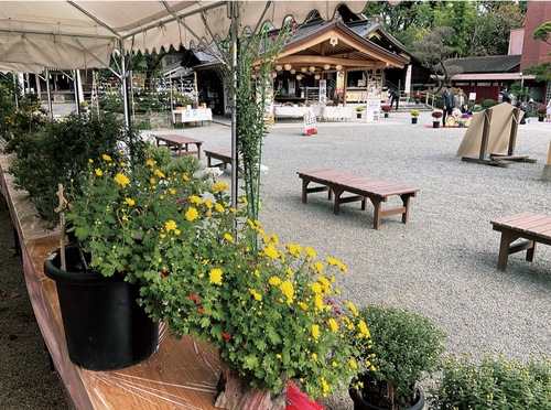 昨年行われた菊花展での作品展示