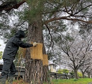 ｢こも巻き｣外し、春の訪れ