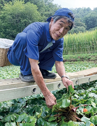 橋の上から収穫する小野さん