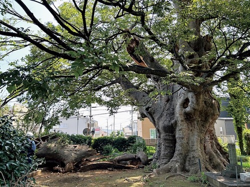 上部の空洞化した枝幹が折れ地面に落下（21日・住民提供）