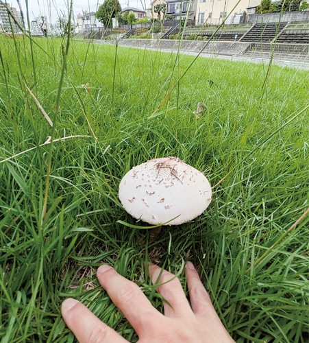 水無川河川敷で発見されたオオシロカラカサタケ（露木代表提供）