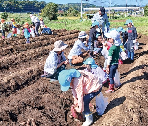 地元のボランティアと協力して収穫する園児たち