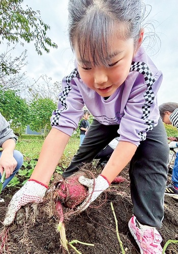 サツマイモを掘り出す参加者