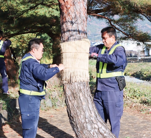 松の幹に藁を巻く社員たち＝11月29日