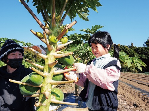 青パパイヤの収穫を楽しむ参加者（秦野市提供）