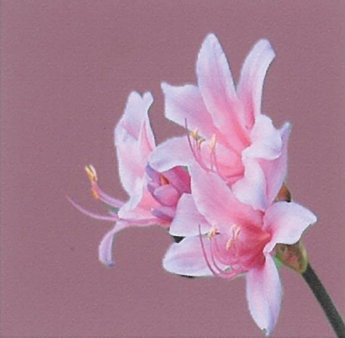 写真作品の一部