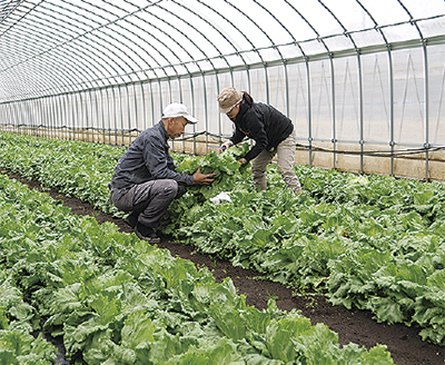 秦野いとう農園 個人農家では県内初 Asiagapを取得 秦野 タウンニュース