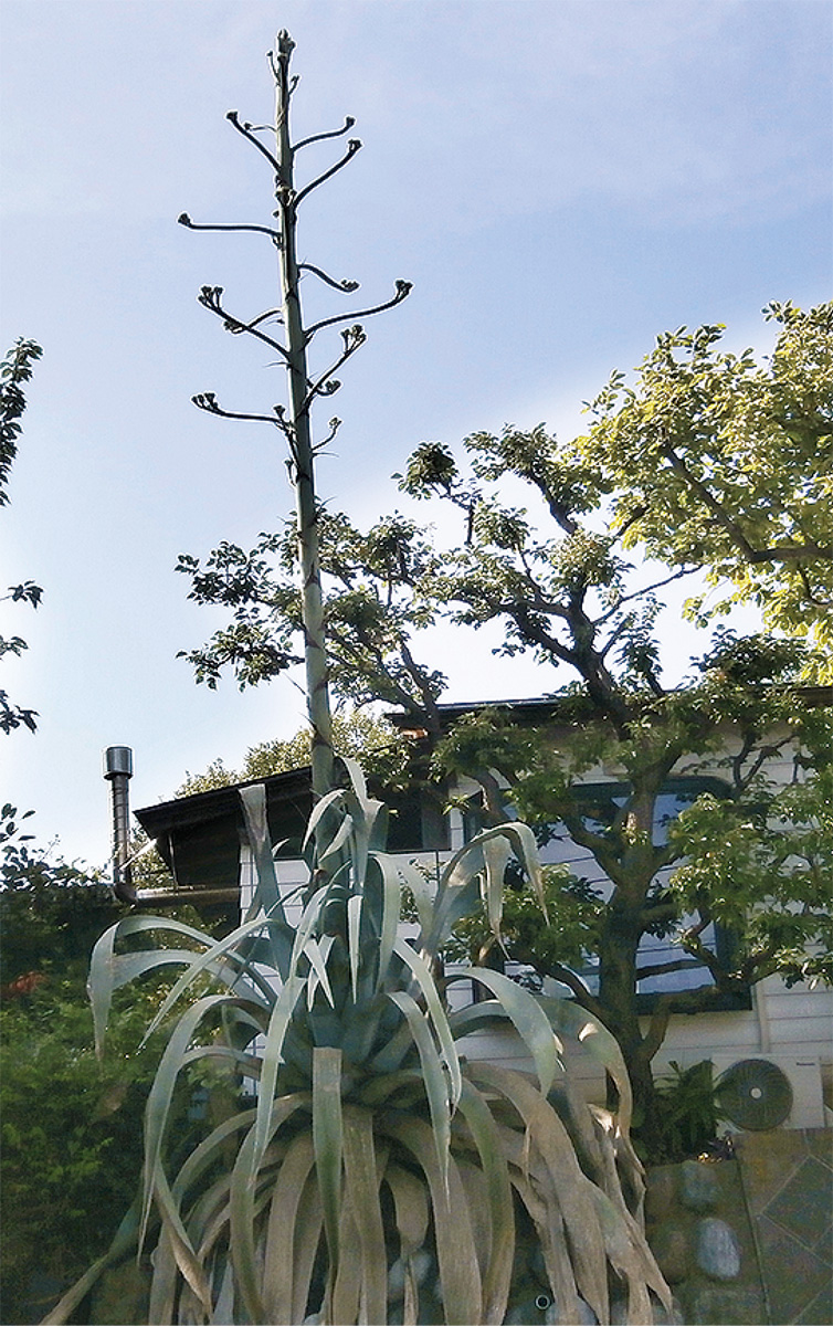 開花間近、期待に胸膨らむ