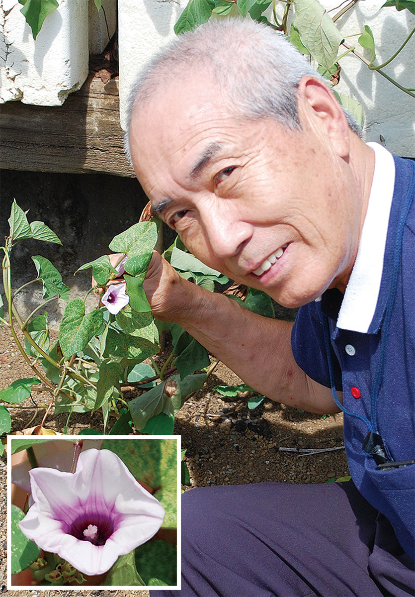 ”サツマイモの花”咲いた