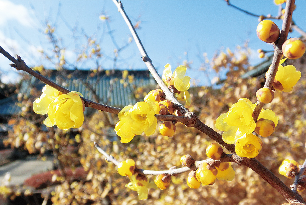 冬空に映えるロウバイ 極楽寺でこれから見頃 秦野 タウンニュース