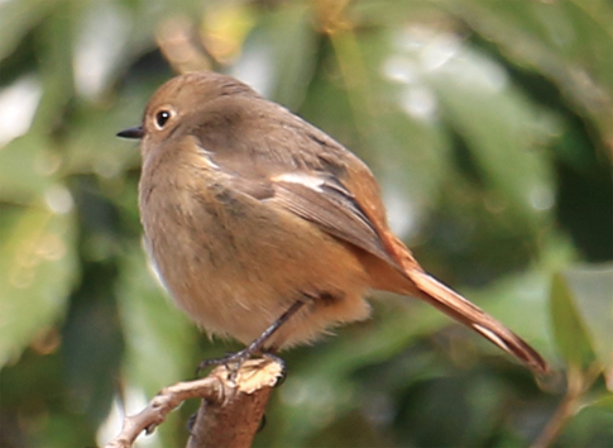 冬の野鳥にゾッコン くずはの広場で観察会 秦野 タウンニュース