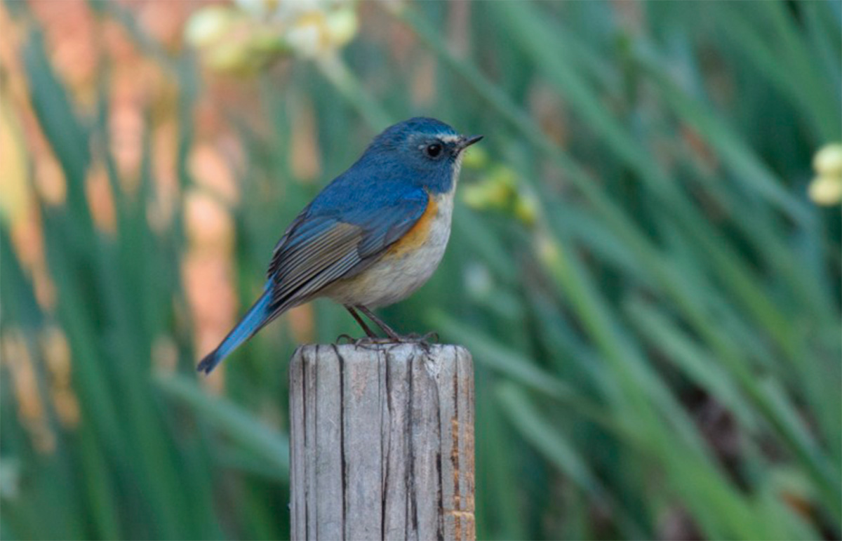 野鳥との出会い楽しむ