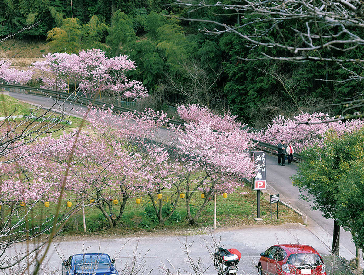 寺山の春めき桜が見頃