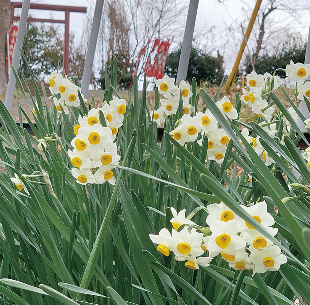 湖畔彩る純白の花