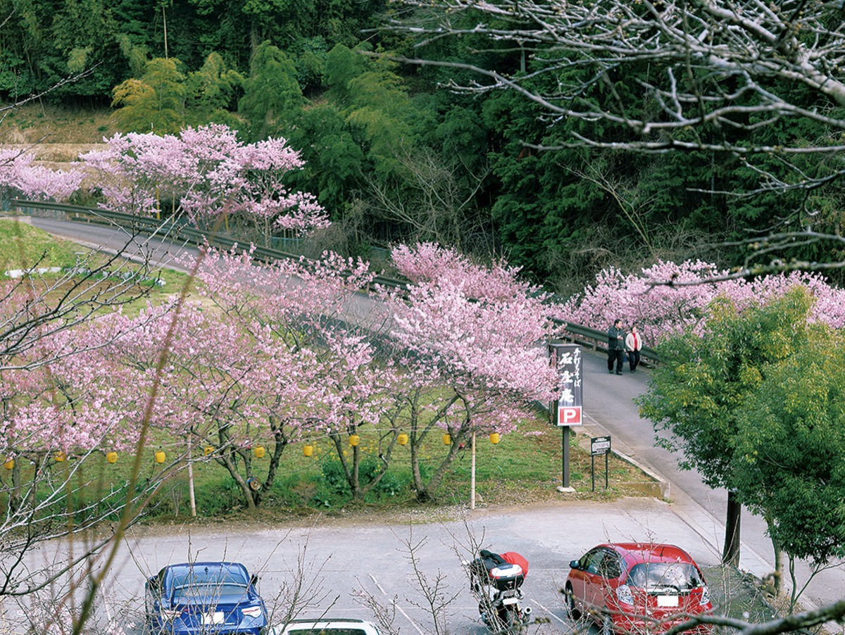 寺山の春めき桜が開花