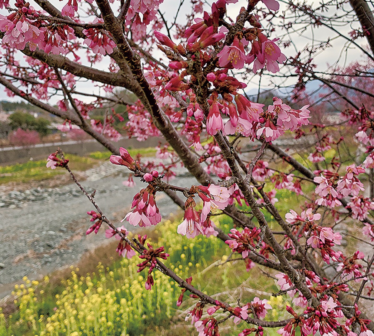 早咲きのおかめ桜、満開へ