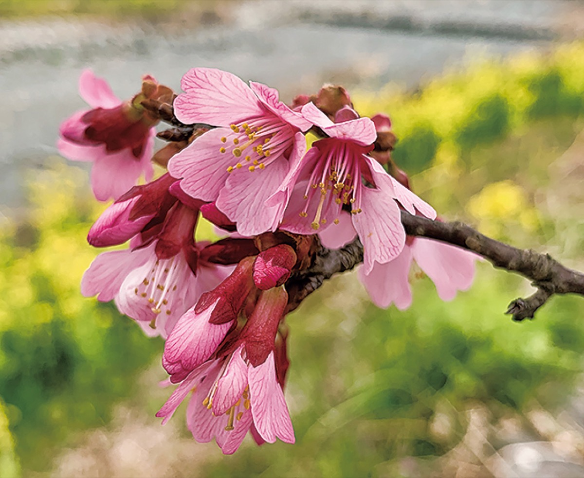 下向きに咲く花が特徴
