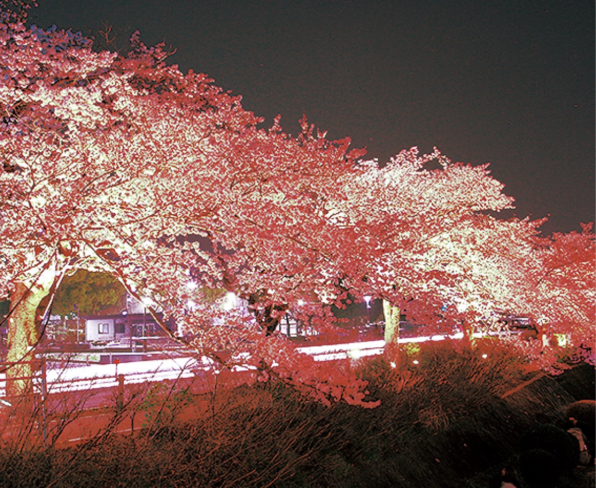 夜桜をライトアップ