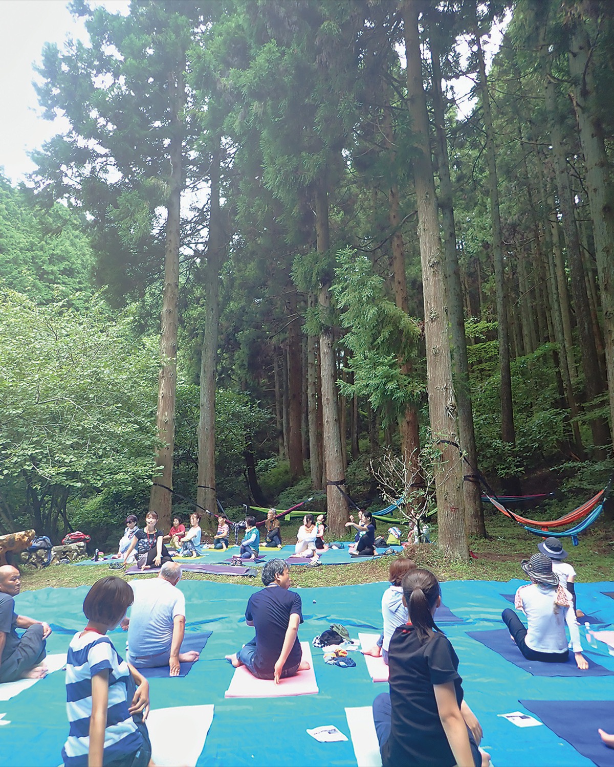 秦野の森に癒し効果