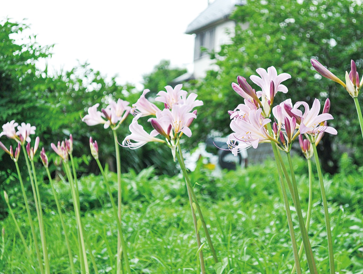 風にゆれる ピンク色の花 千村で夏水仙が見ごろ 秦野 タウンニュース