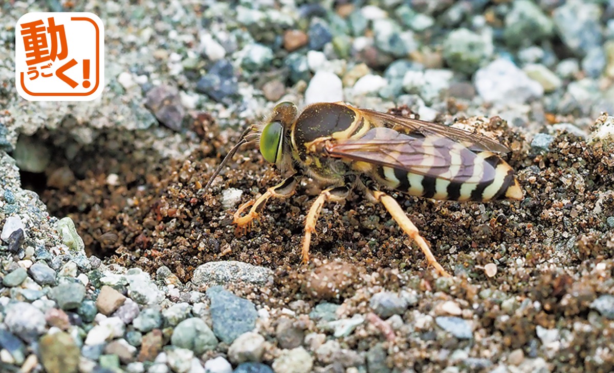 希少なハチ秦野で発見