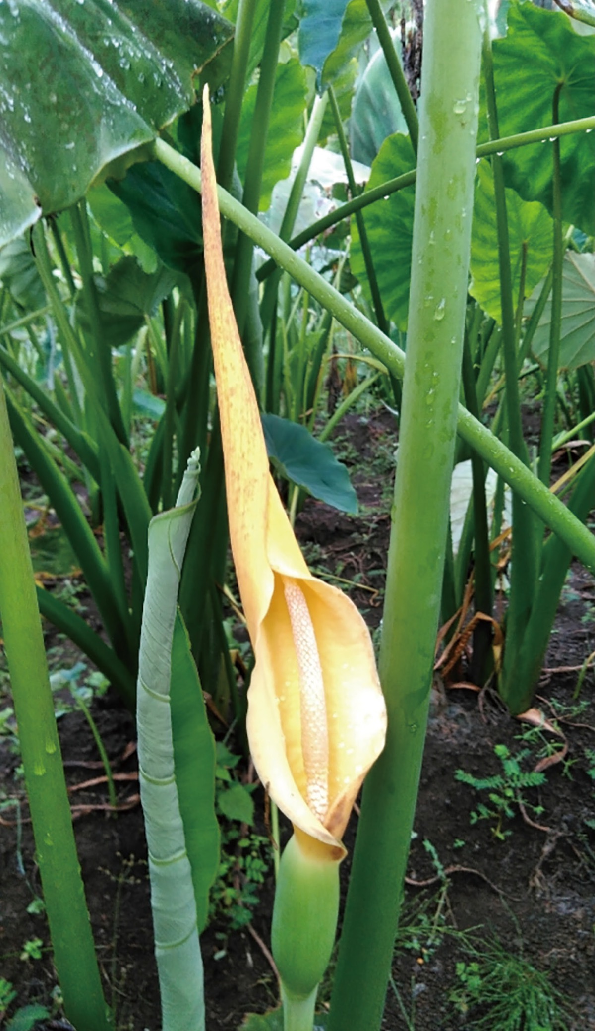 サトイモの花咲く