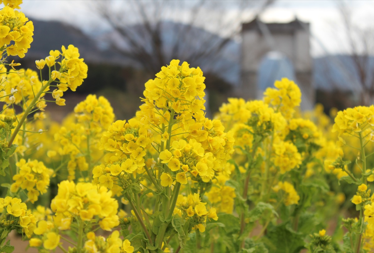 秦野戸川公園の菜の花が見ごろに