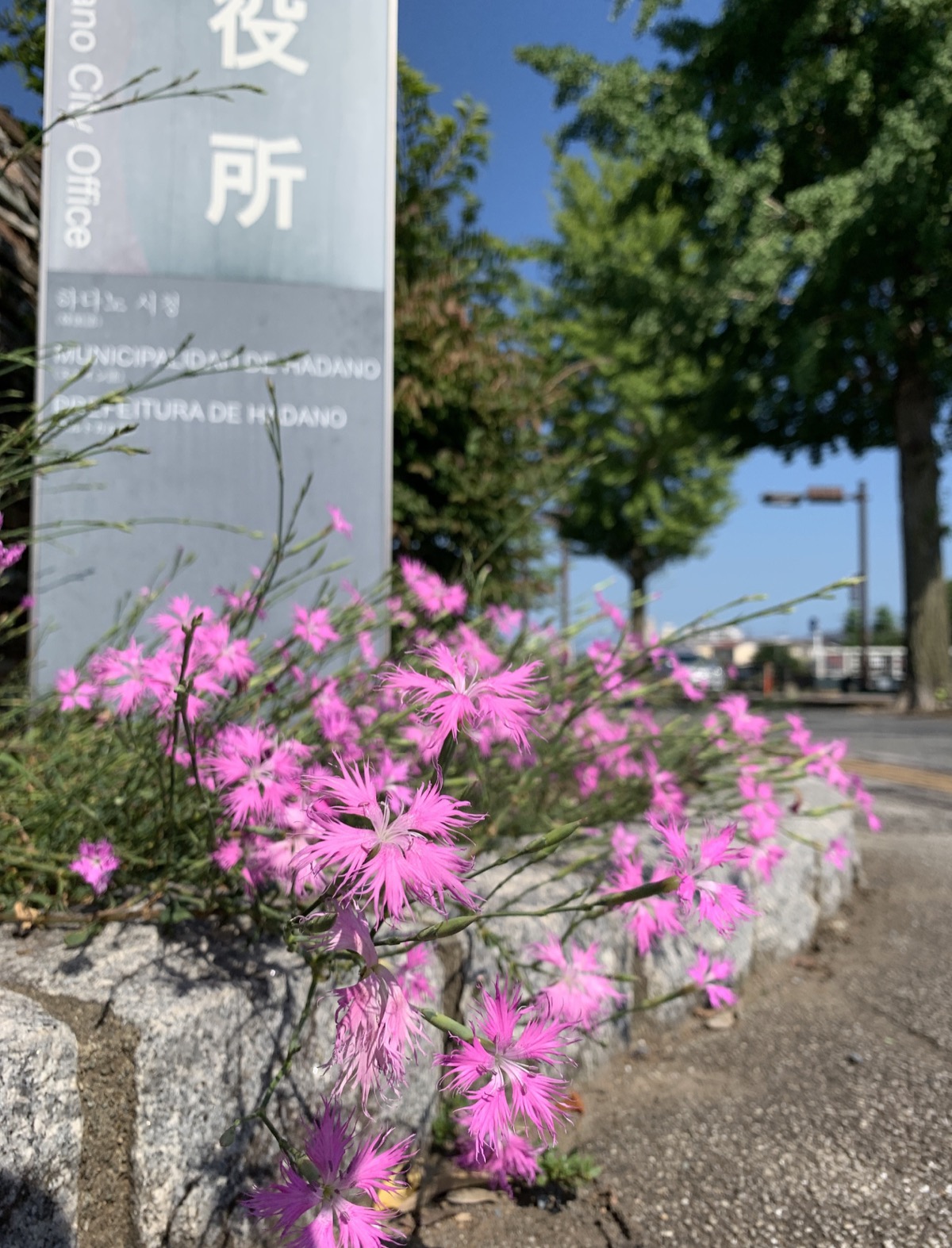 Web限定記事 なでしこの花 可憐に咲く 秦野市役所庁舎前の花壇で 秦野 タウンニュース