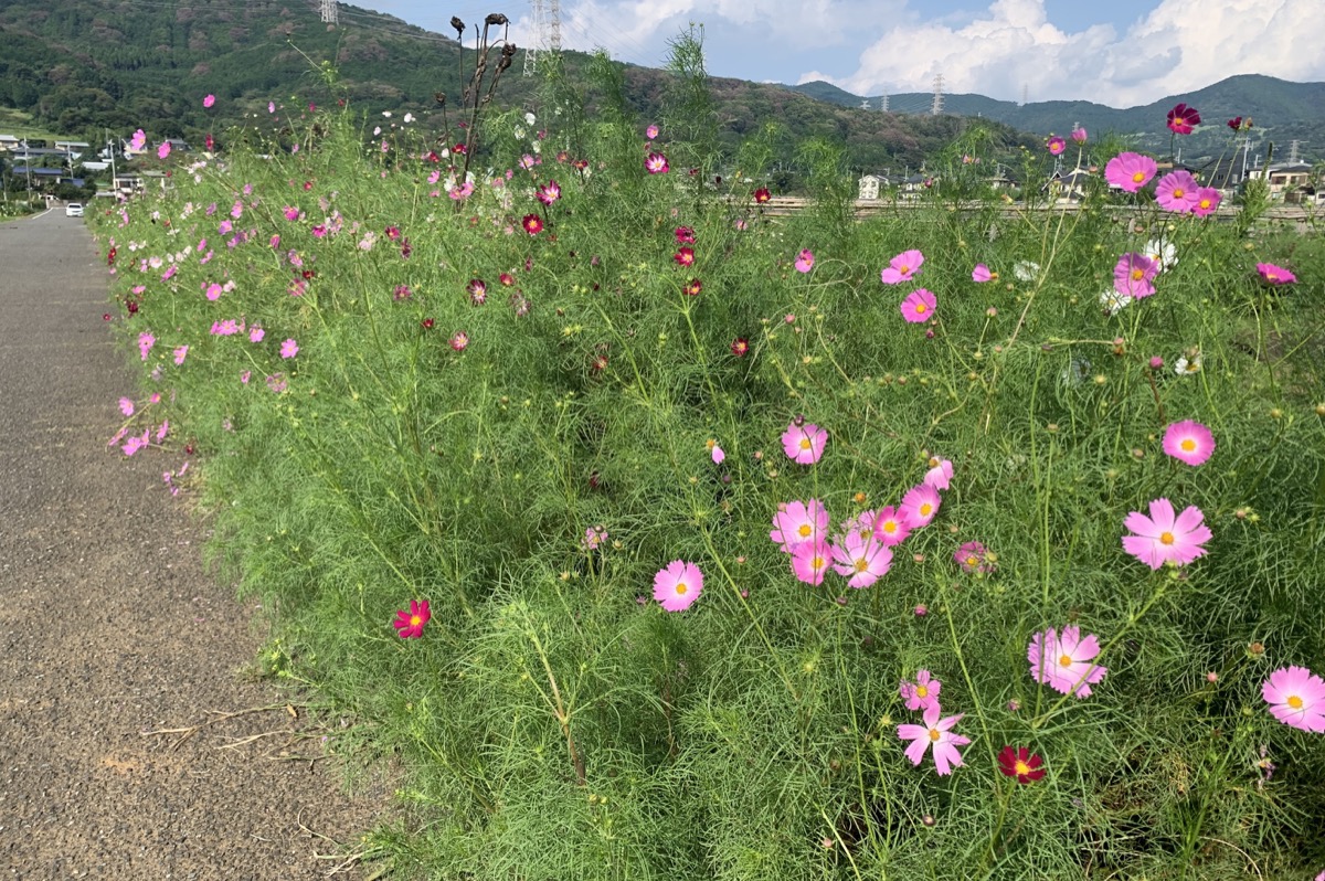 道路沿いに咲くコスモス=9月15日撮影