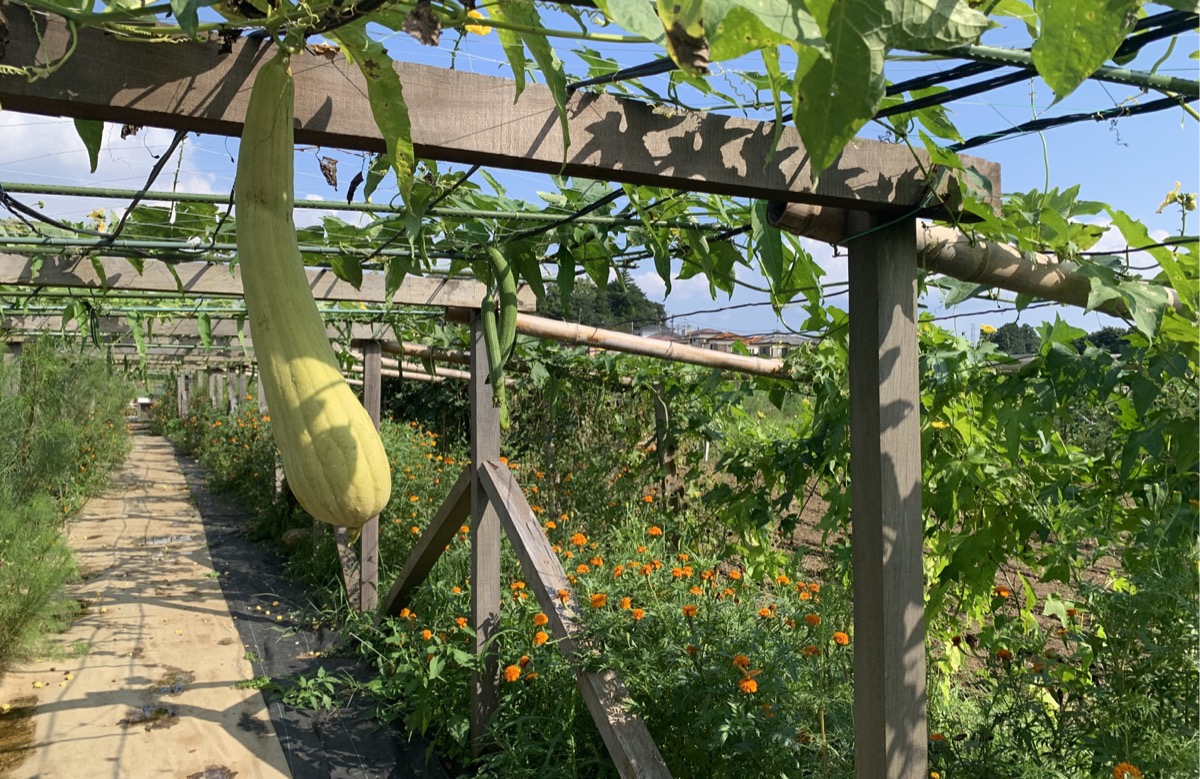 たわわに実ったヘチマ