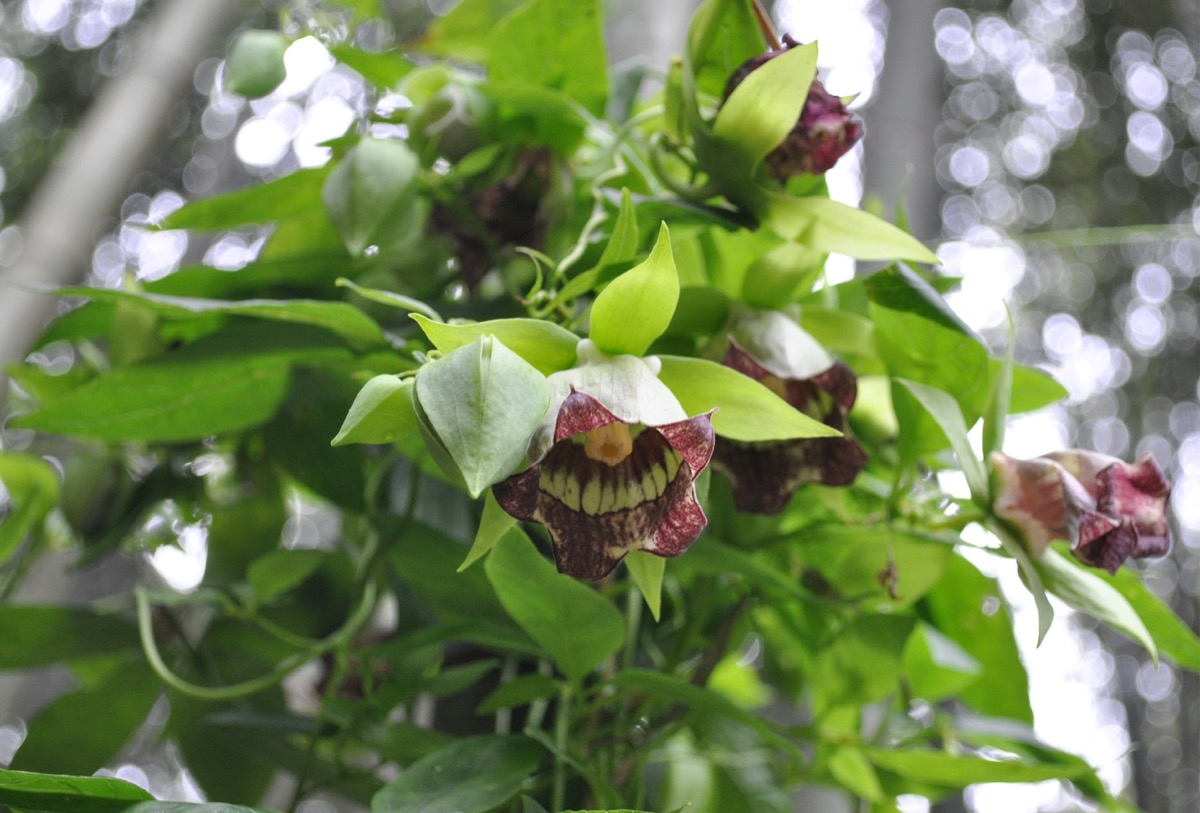 Web限定記事】 野生の「ツルニンジン」開花 千村のサワガニの里で