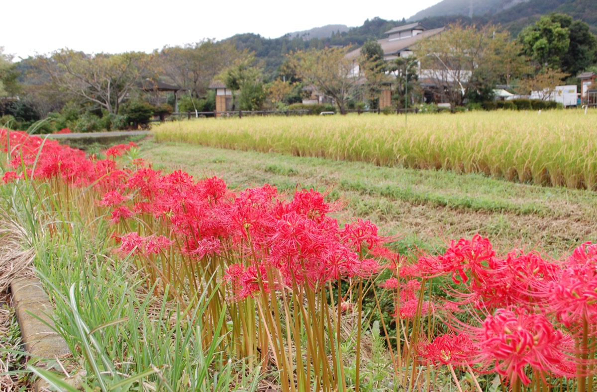 水田のそばの彼岸花の群生(9月18日撮影）