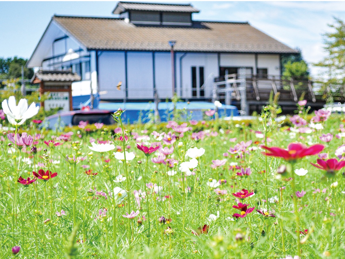 初秋の風に揺れるコスモス(9月3日撮影)