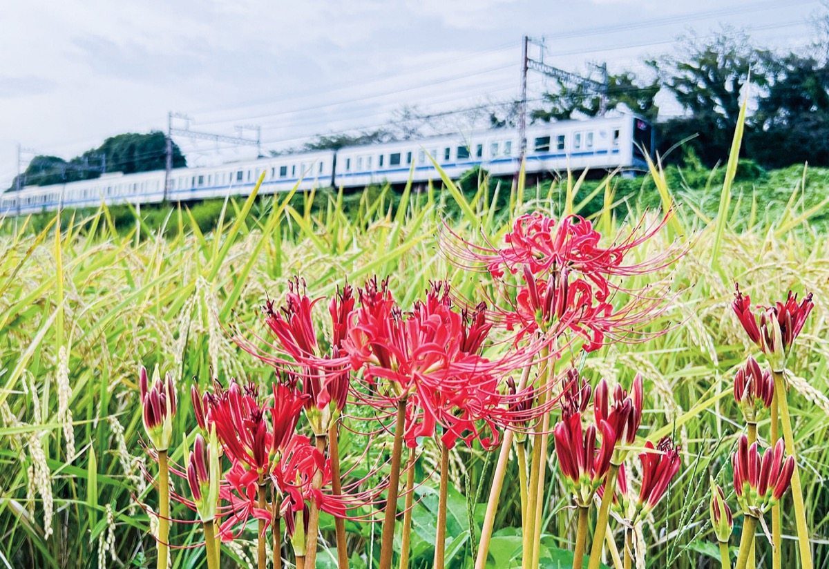 彼岸花 稲穂に寄り添い (写真1)