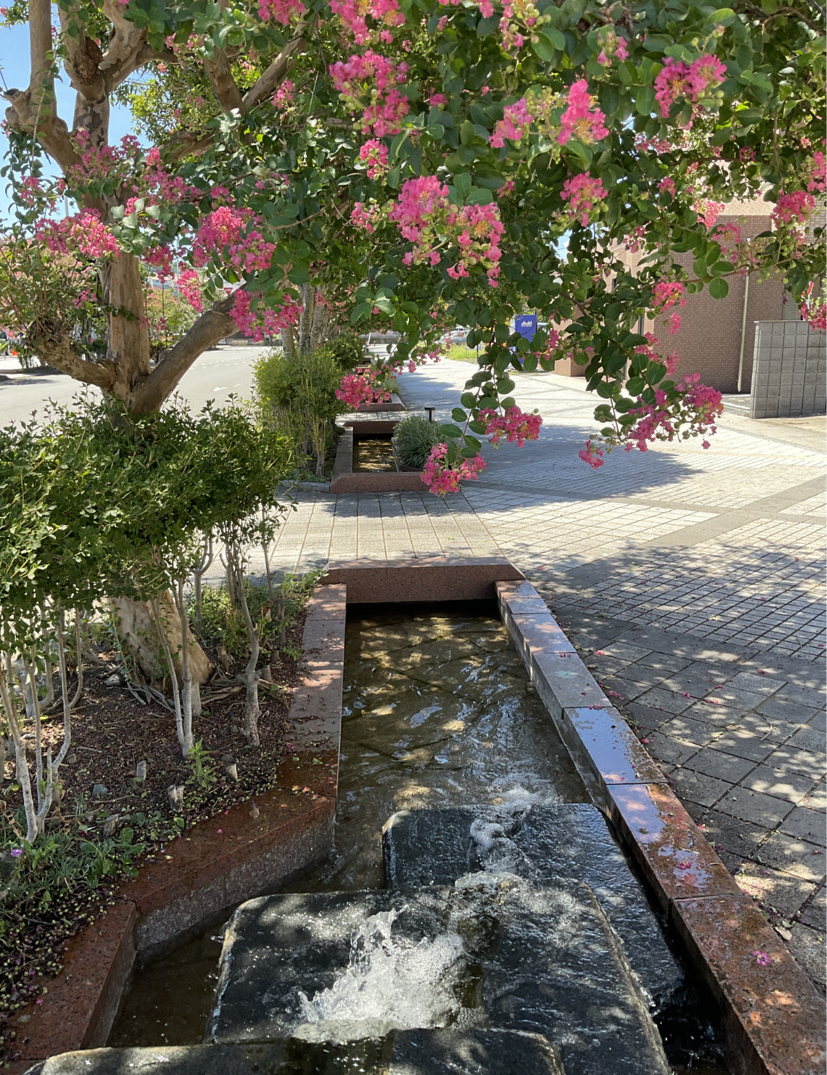 サルスベリ色鮮やかに (写真1)