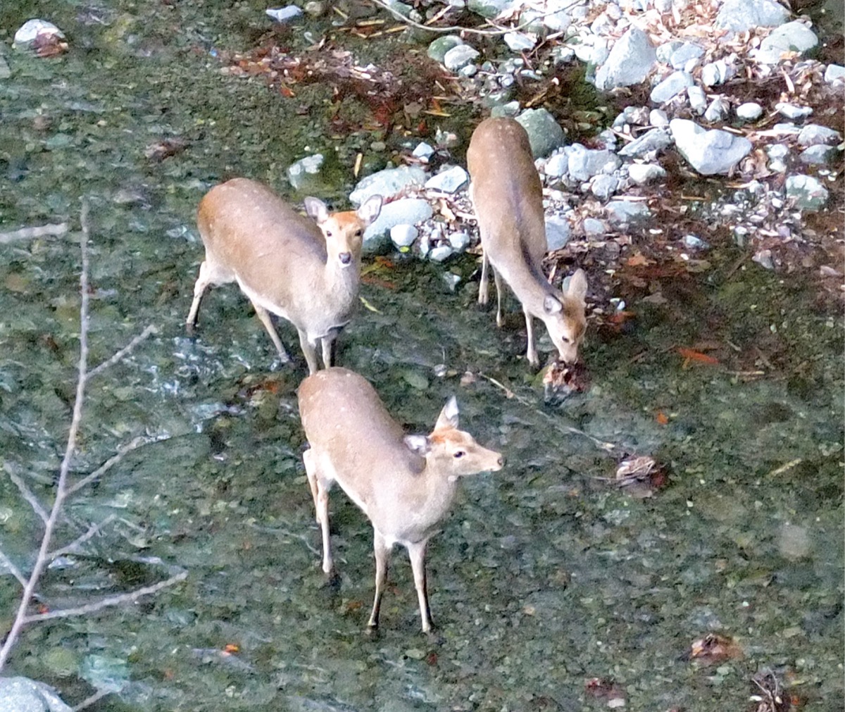 葛葉緑地でシカ被害増加