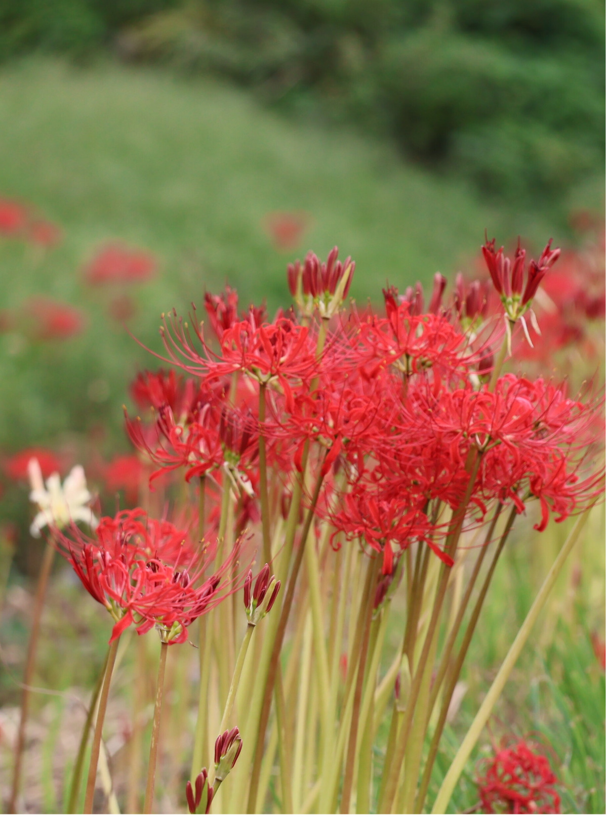 秋告げる彼岸花