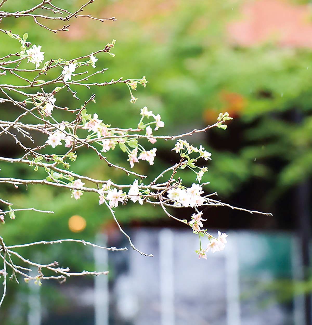 里山に「十月桜」
