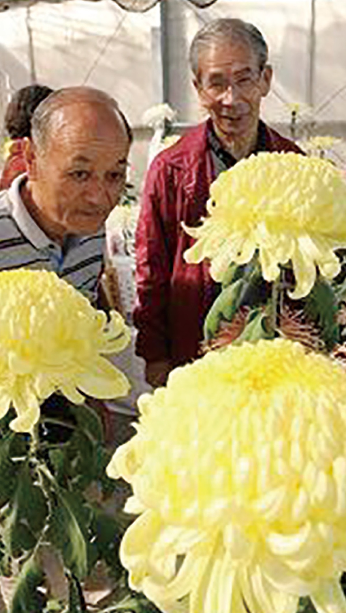 菊花展９日まで