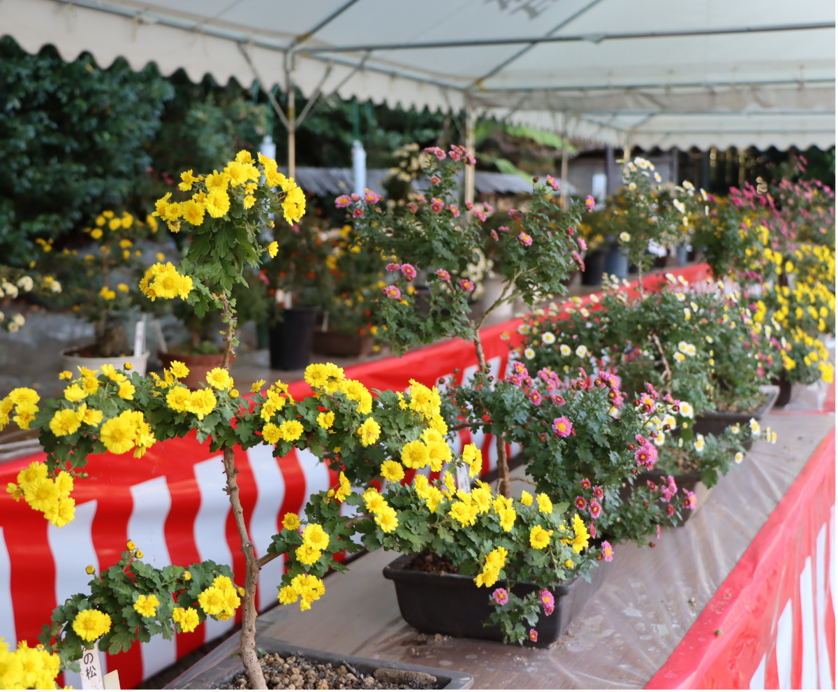 境内色鮮やかに菊花展11月末まで