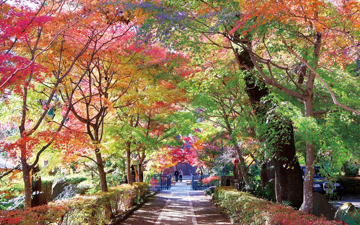 秦野のまち、表丹沢まで色づく