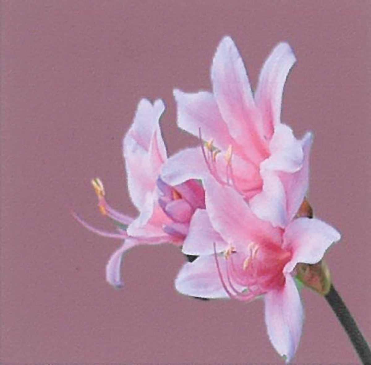 宮永岳彦美術館で16日から写真展