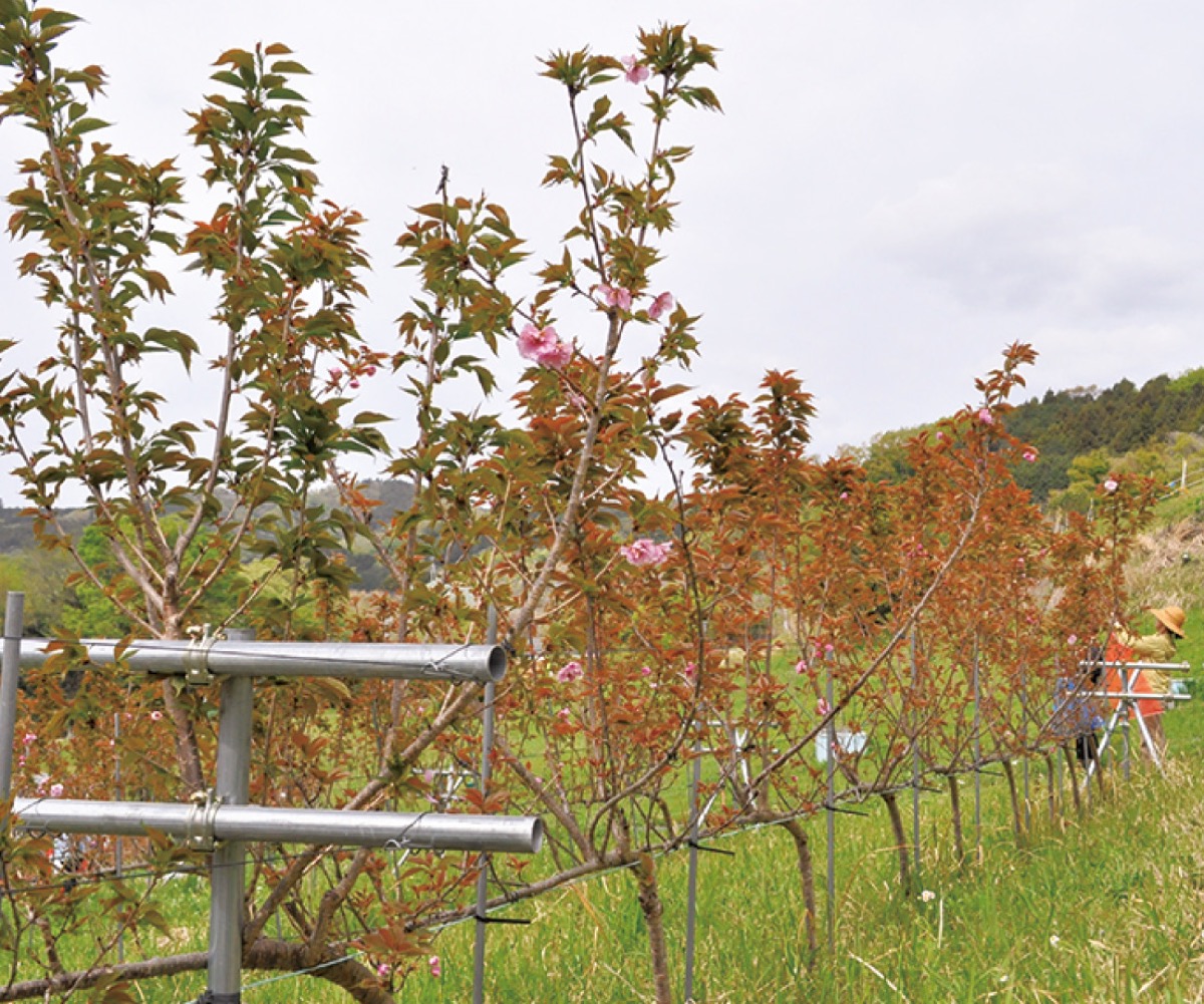 八重桜のジョイント栽培